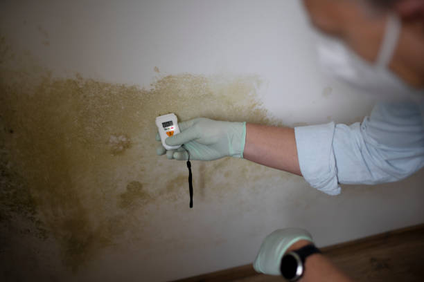 Best Attic Mold Removal  in Lake Hopatcong, NJ